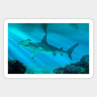 Hammerhead Shark Below the Surface Sticker